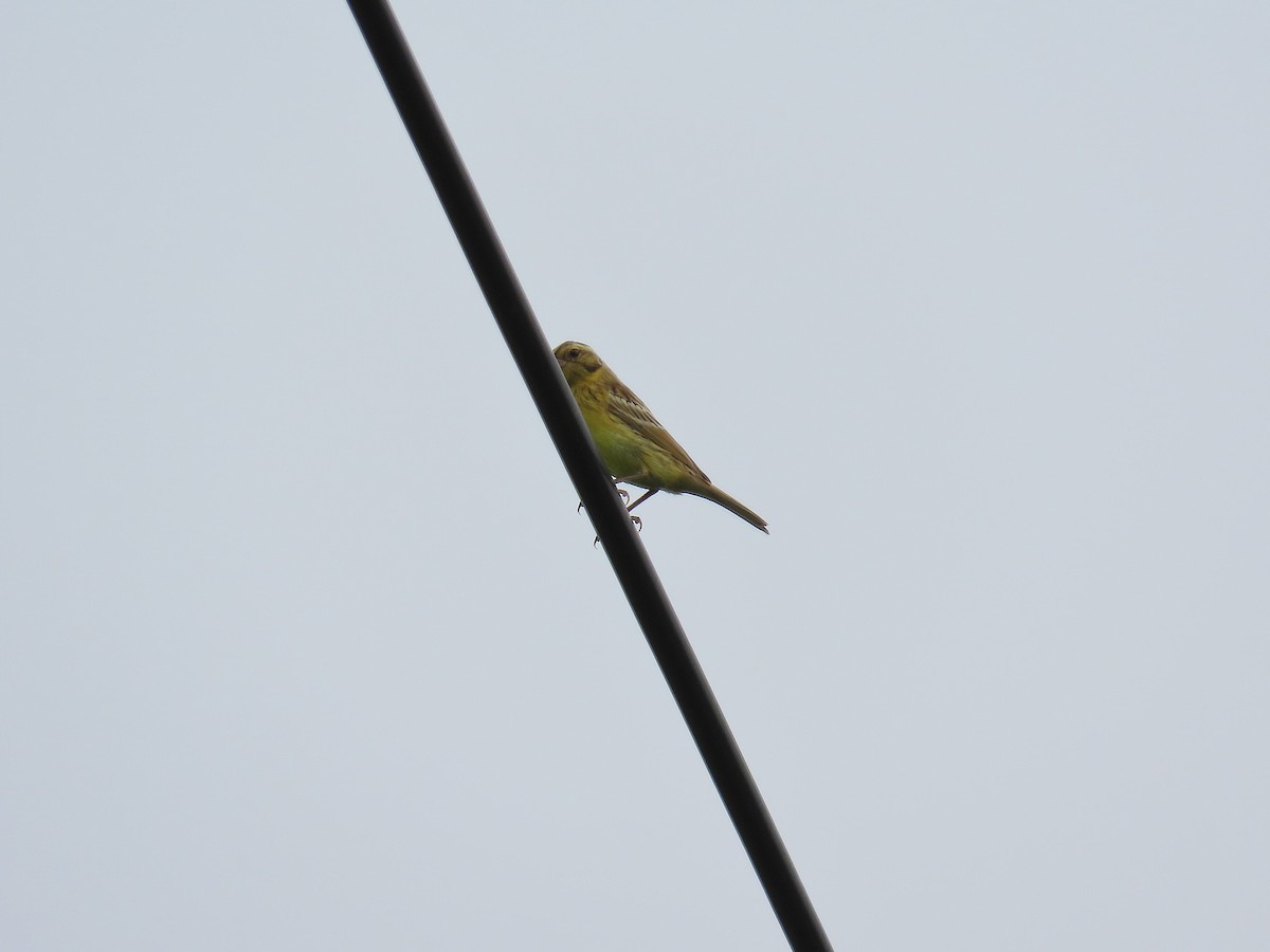 Yellow-breasted Bunting - ML641038344