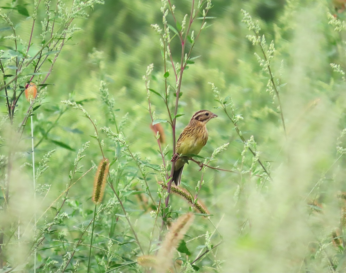 Yellow-breasted Bunting - ML641038345