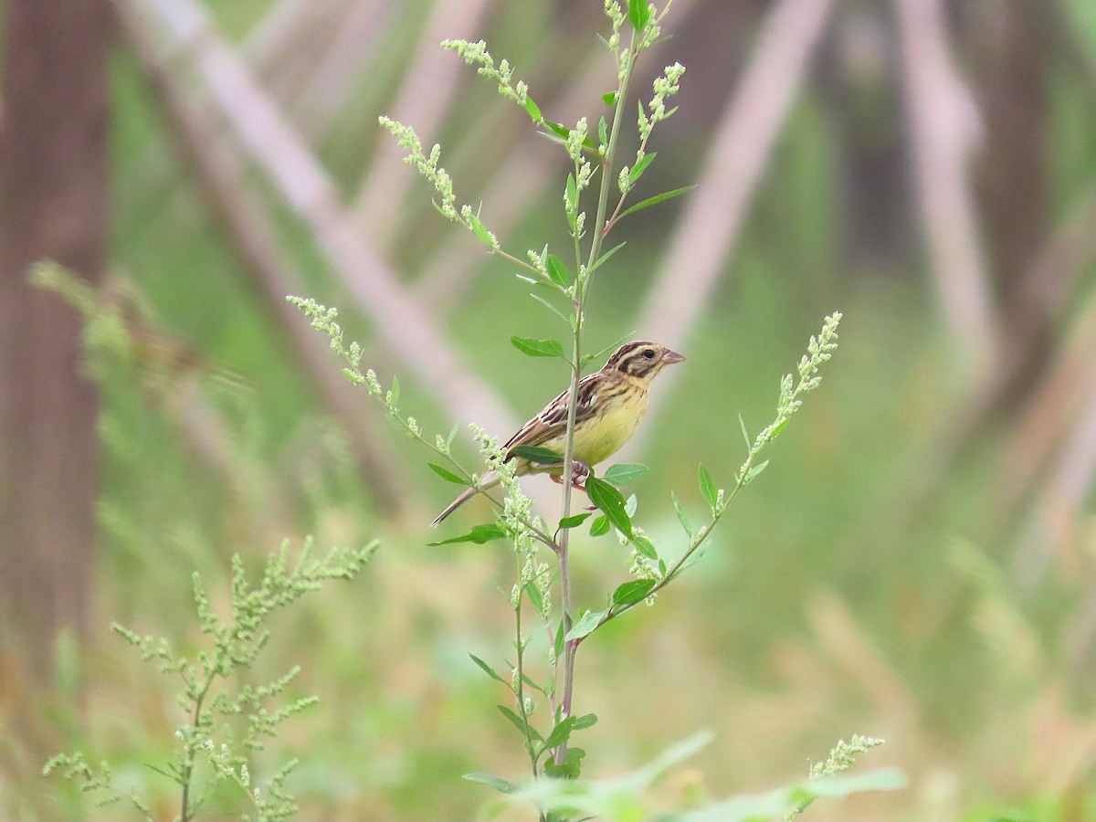 Yellow-breasted Bunting - ML641038346