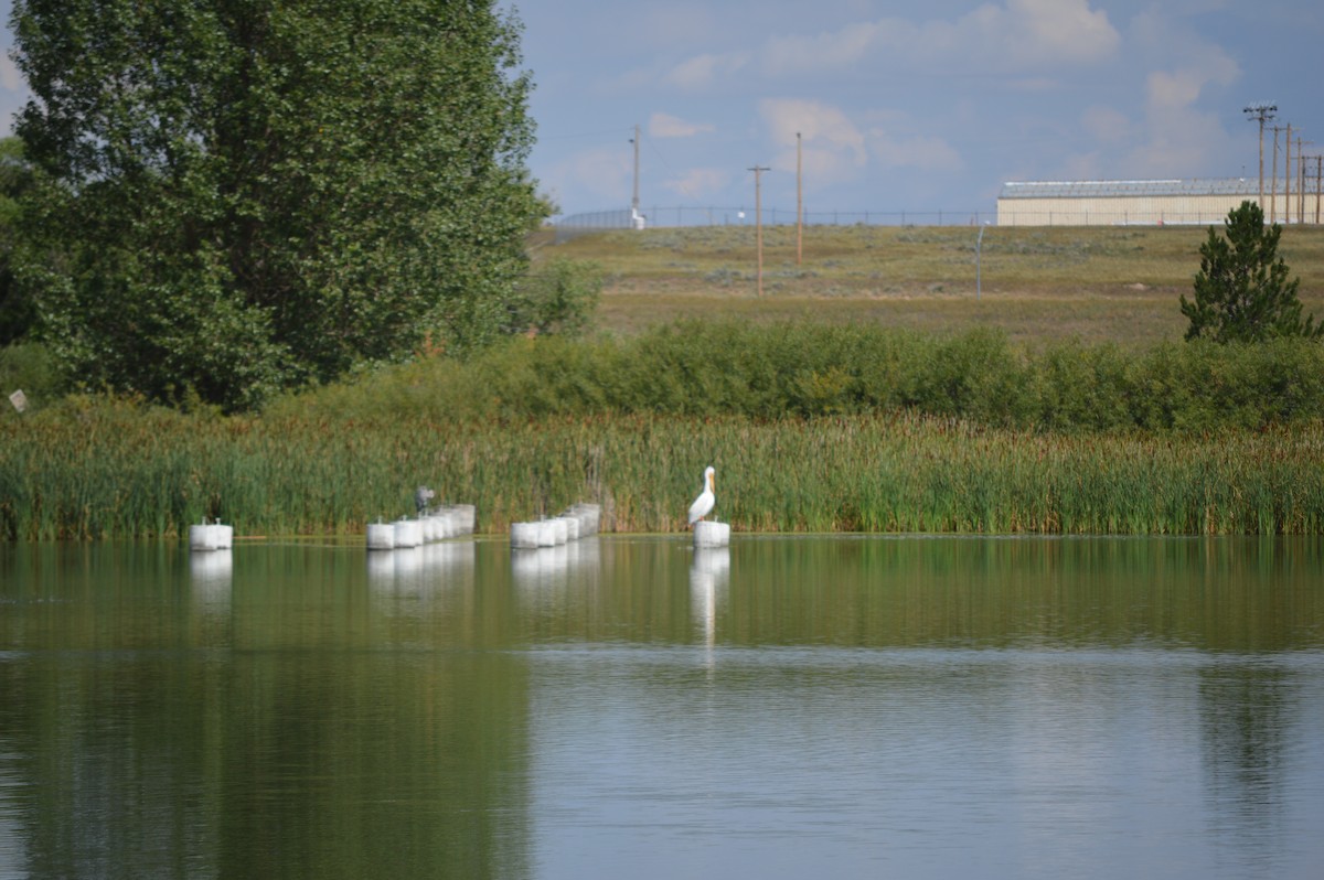 American White Pelican - ML641038352