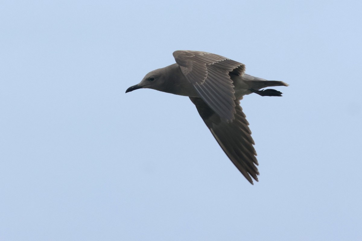 Gray Gull - ML641038355