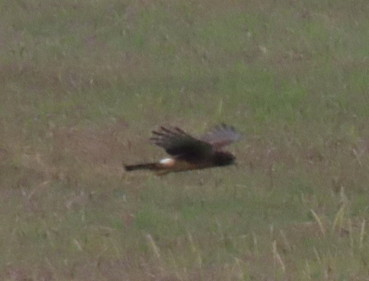 Northern Harrier - ML641038356