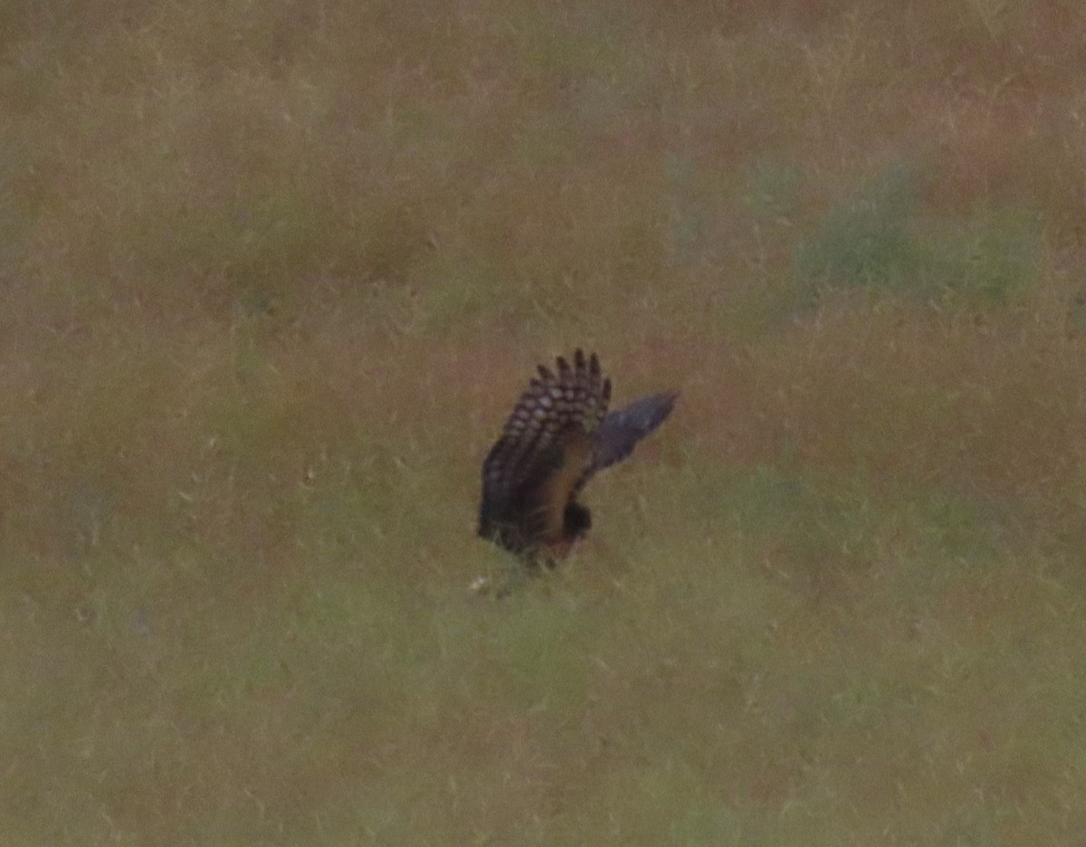 Northern Harrier - ML641038357