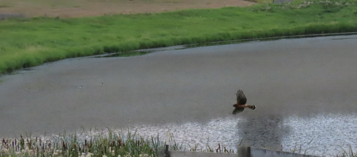 Northern Harrier - ML641038358
