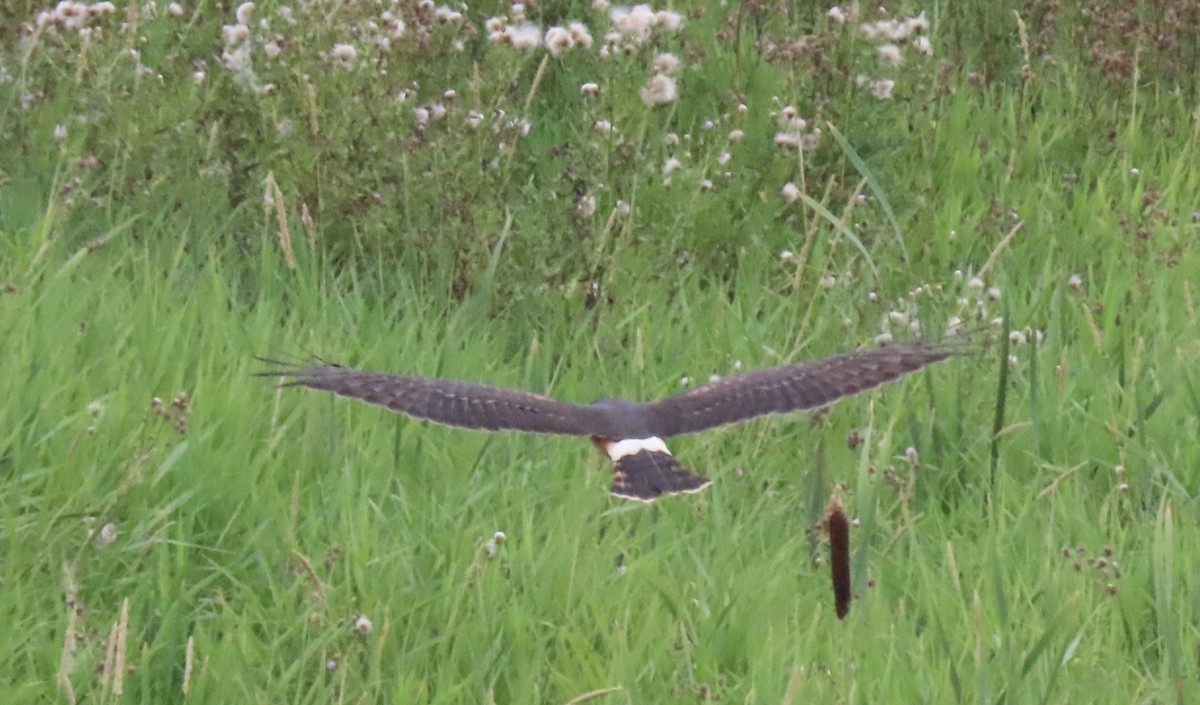 Northern Harrier - ML641038359