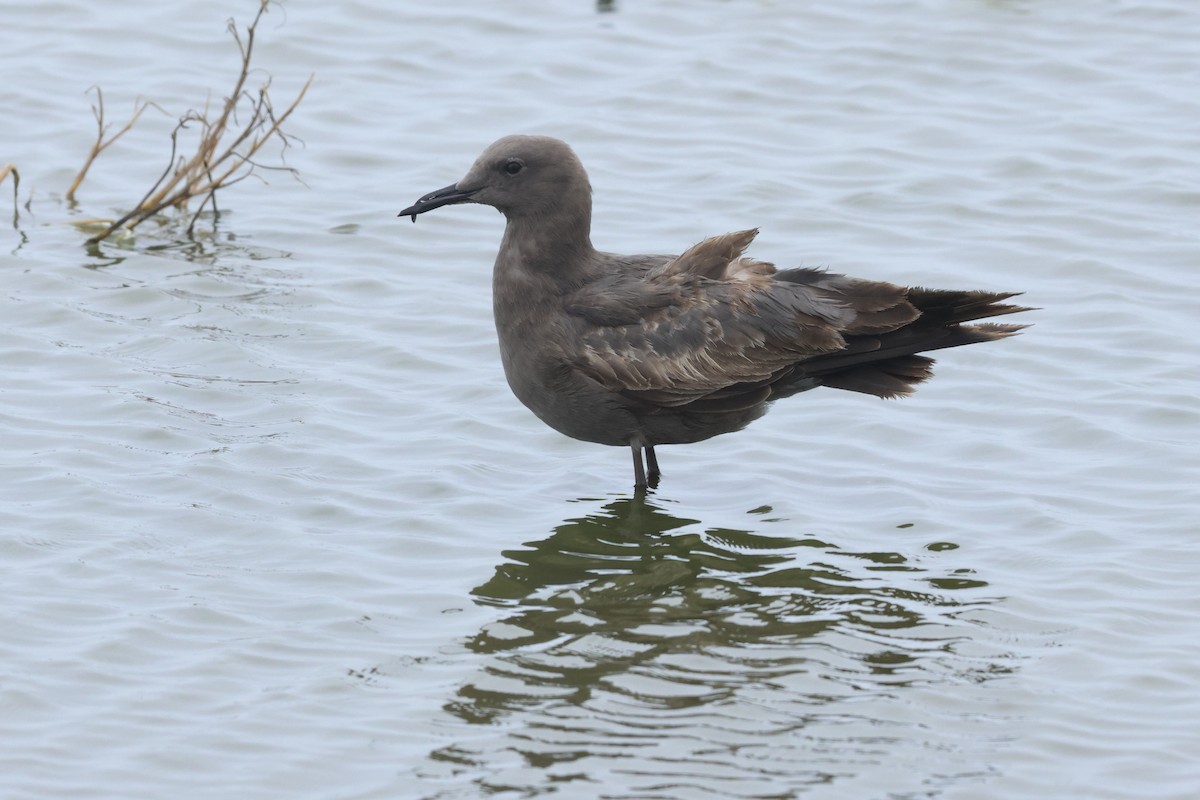 Gray Gull - ML641038360