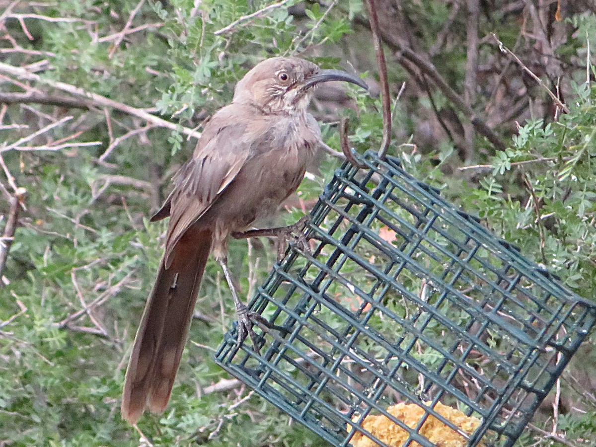 Crissal Thrasher - ML641038379