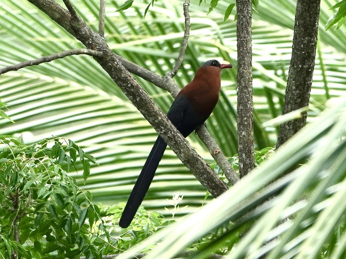 Yellow-billed Malkoha - ML641038385