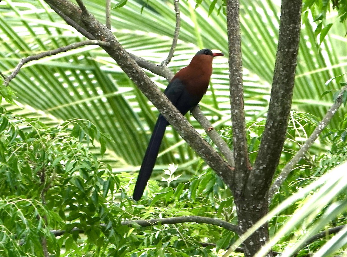 Yellow-billed Malkoha - ML641038386
