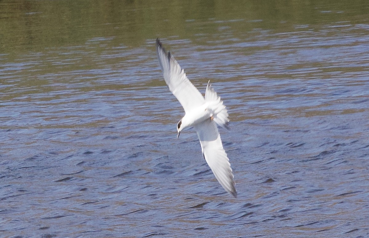 Forster's Tern - ML641038414