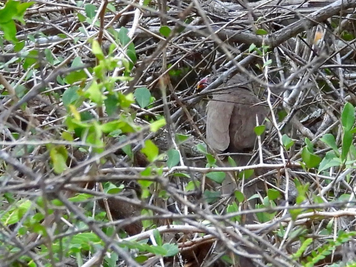 Sirkeer Malkoha - ML641038418