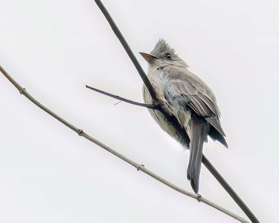 Greater Pewee - ML641038429