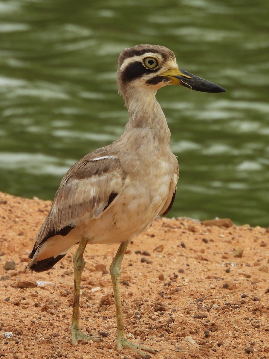 Krabbentriel - ML641038431