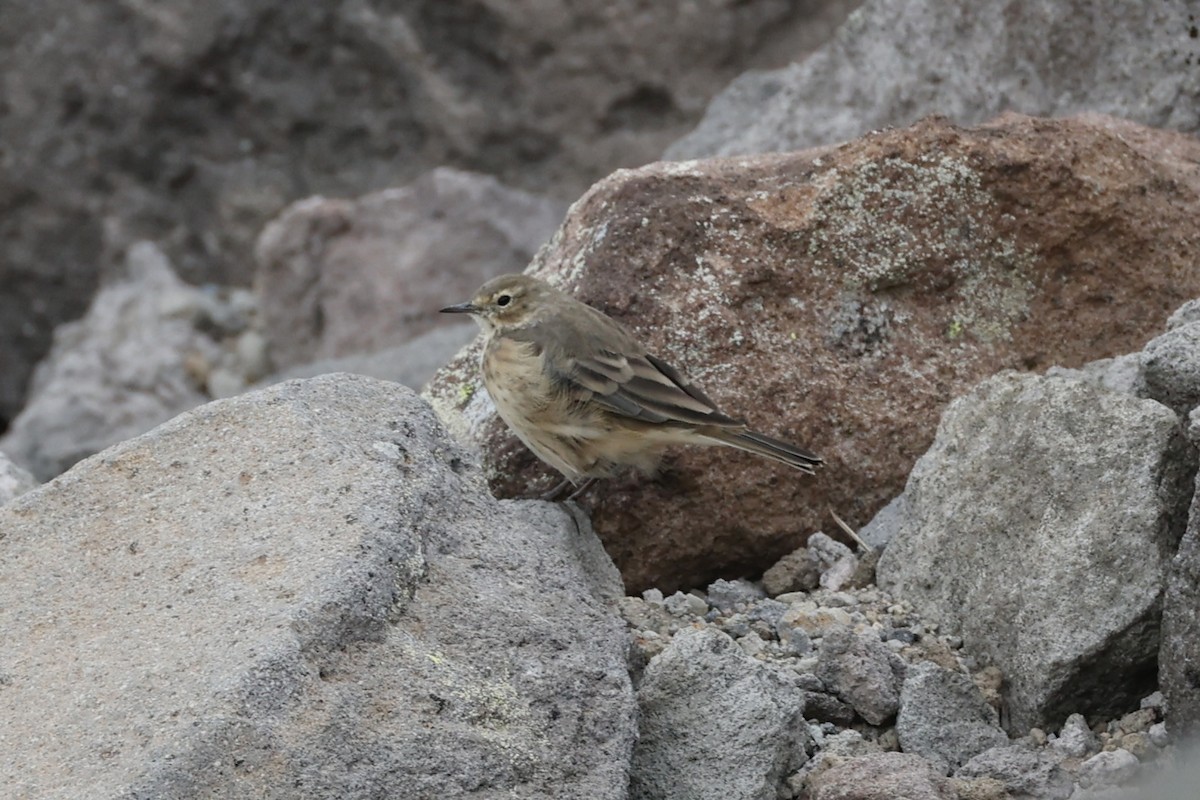 American Pipit - ML641038486