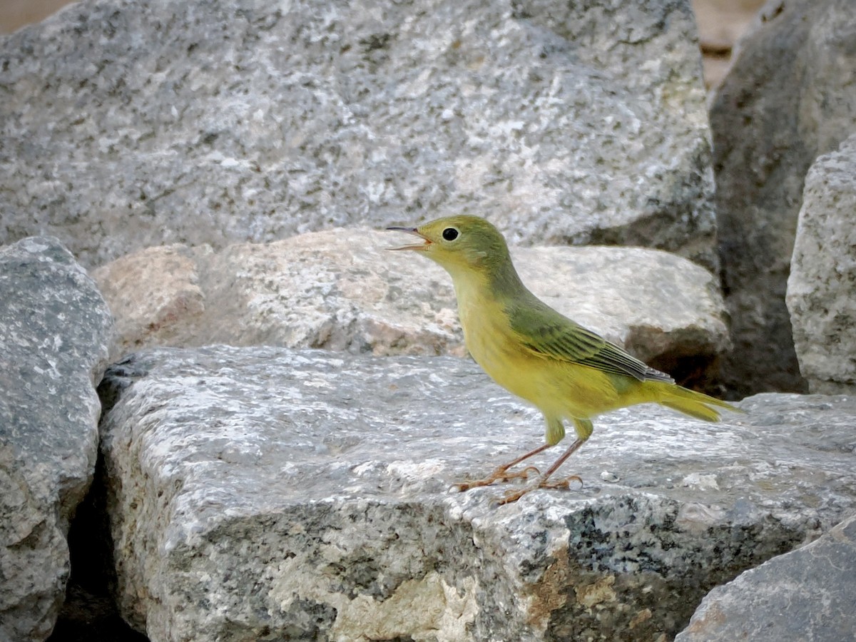 Yellow Warbler - ML641038552