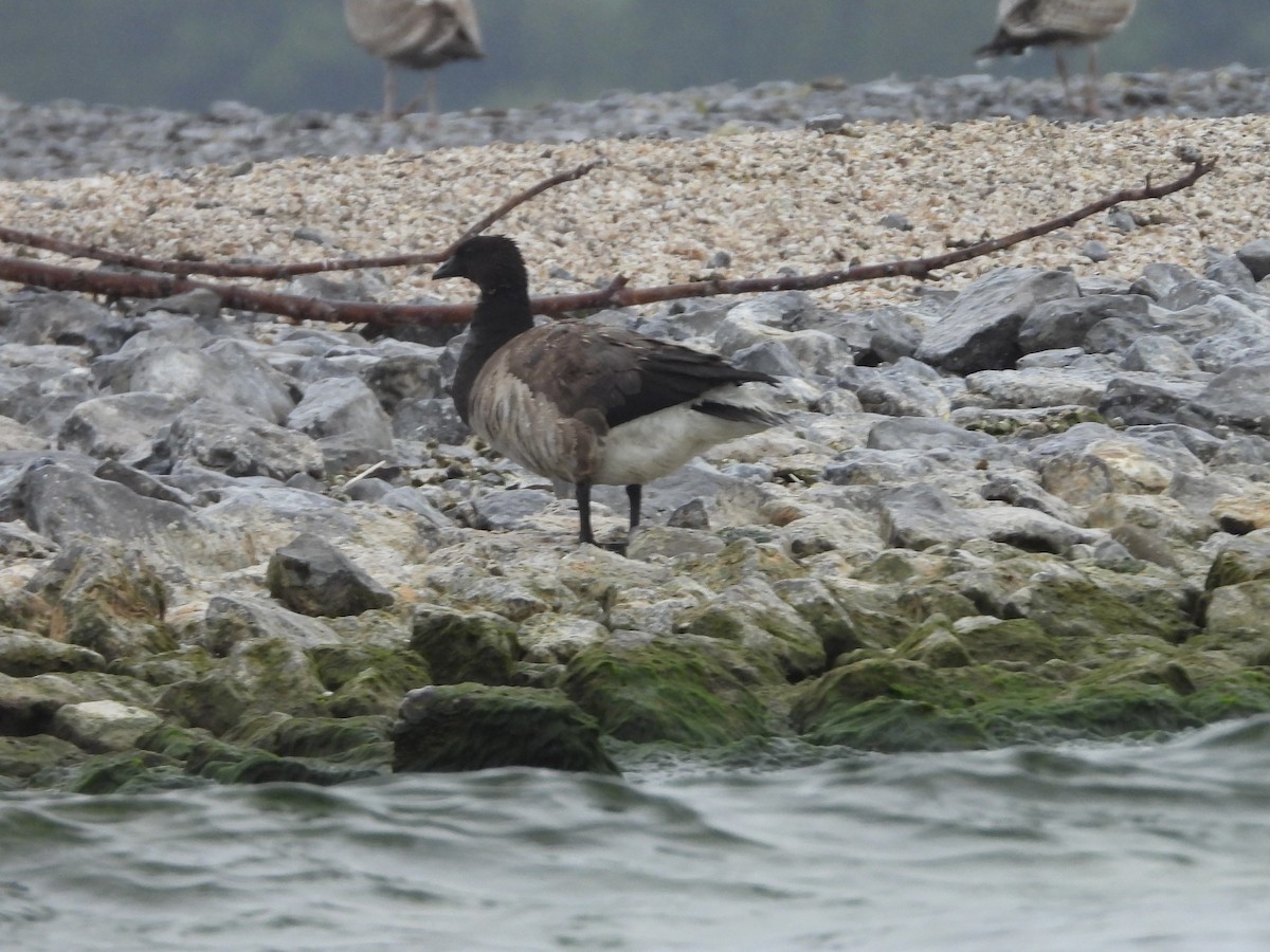Brant - ML641038555