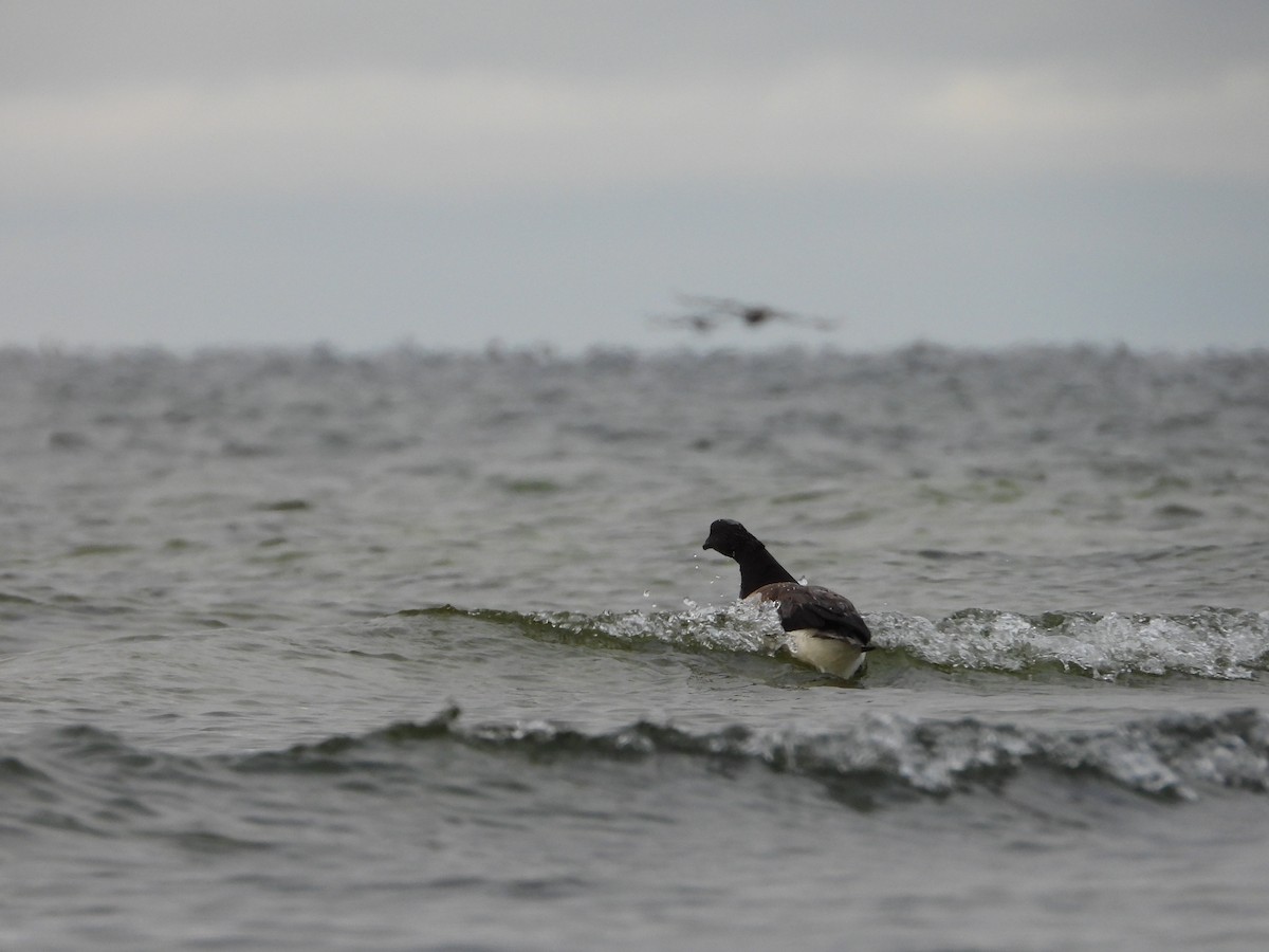 Brant - ML641038556