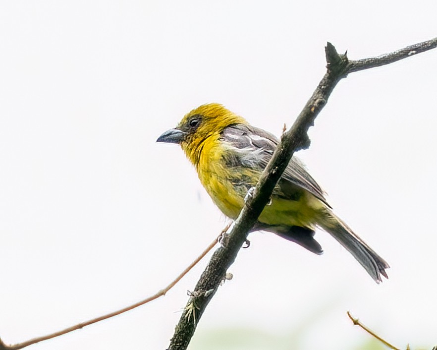 White-winged Tanager - ML641038563