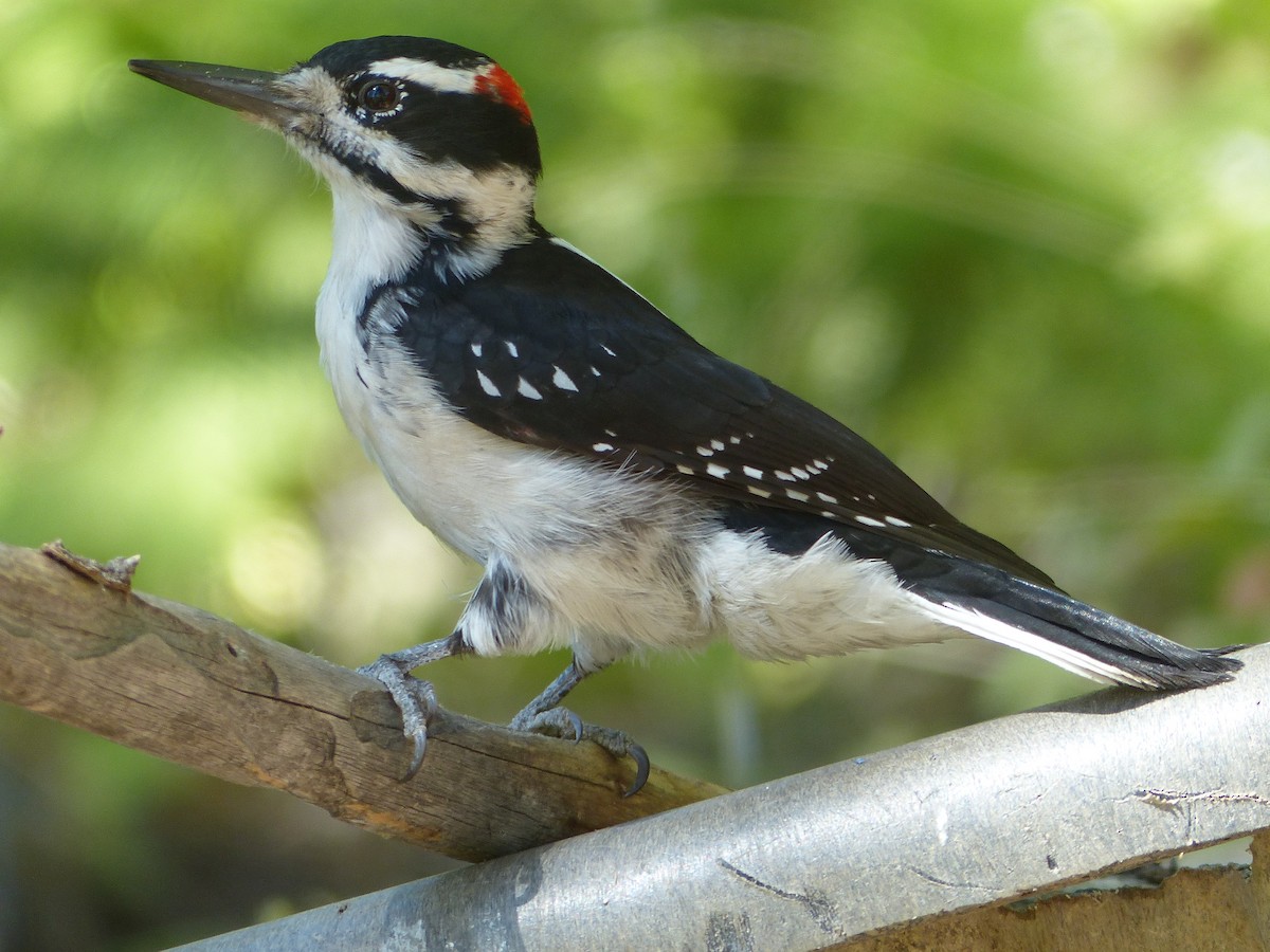 Hairy Woodpecker - ML641038603