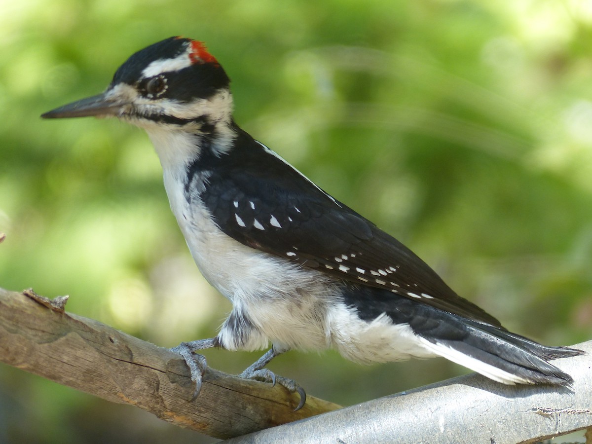 Hairy Woodpecker - ML641038605