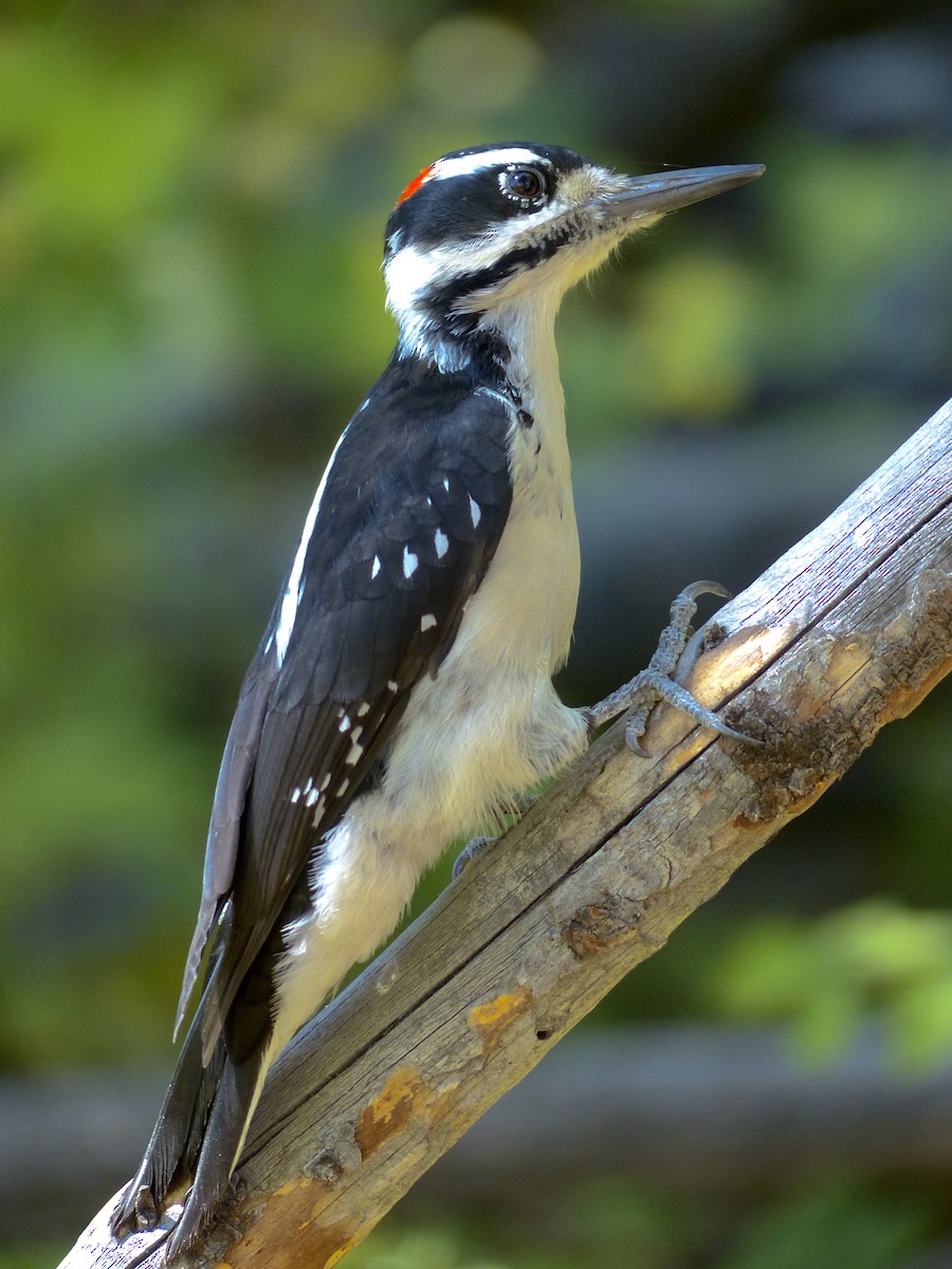 Hairy Woodpecker - ML641038610