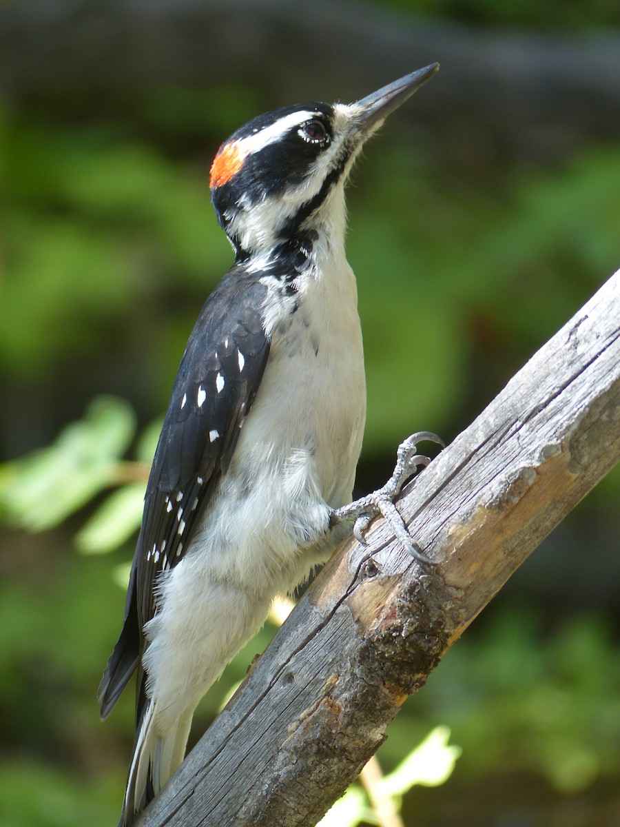 Hairy Woodpecker - ML641038611