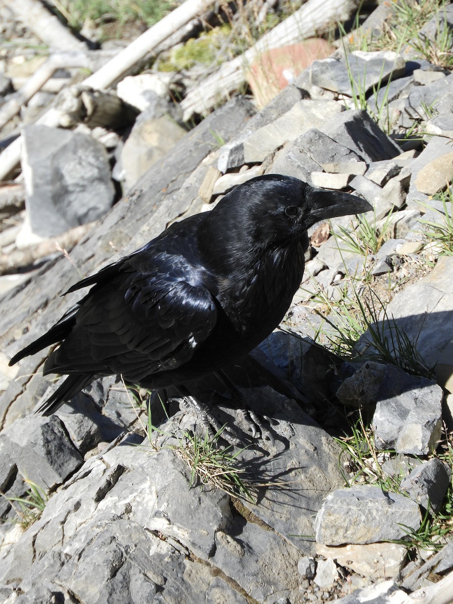 Common Raven - ML641038612