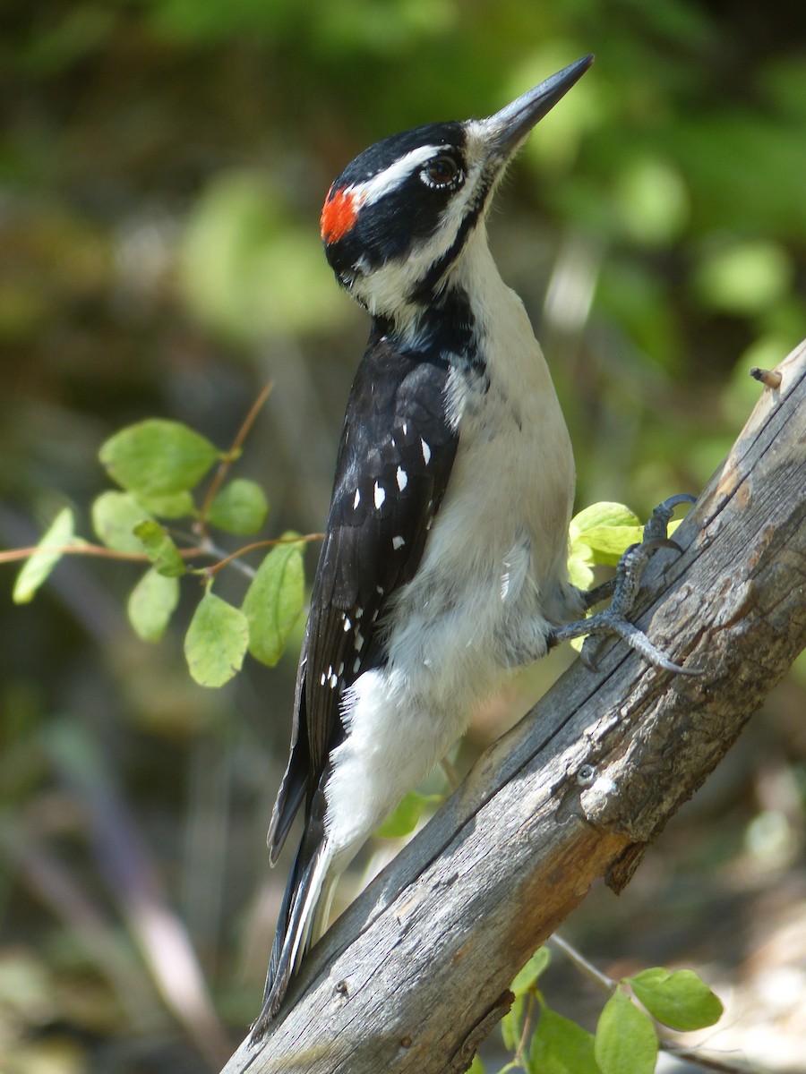 Hairy Woodpecker - ML641038613