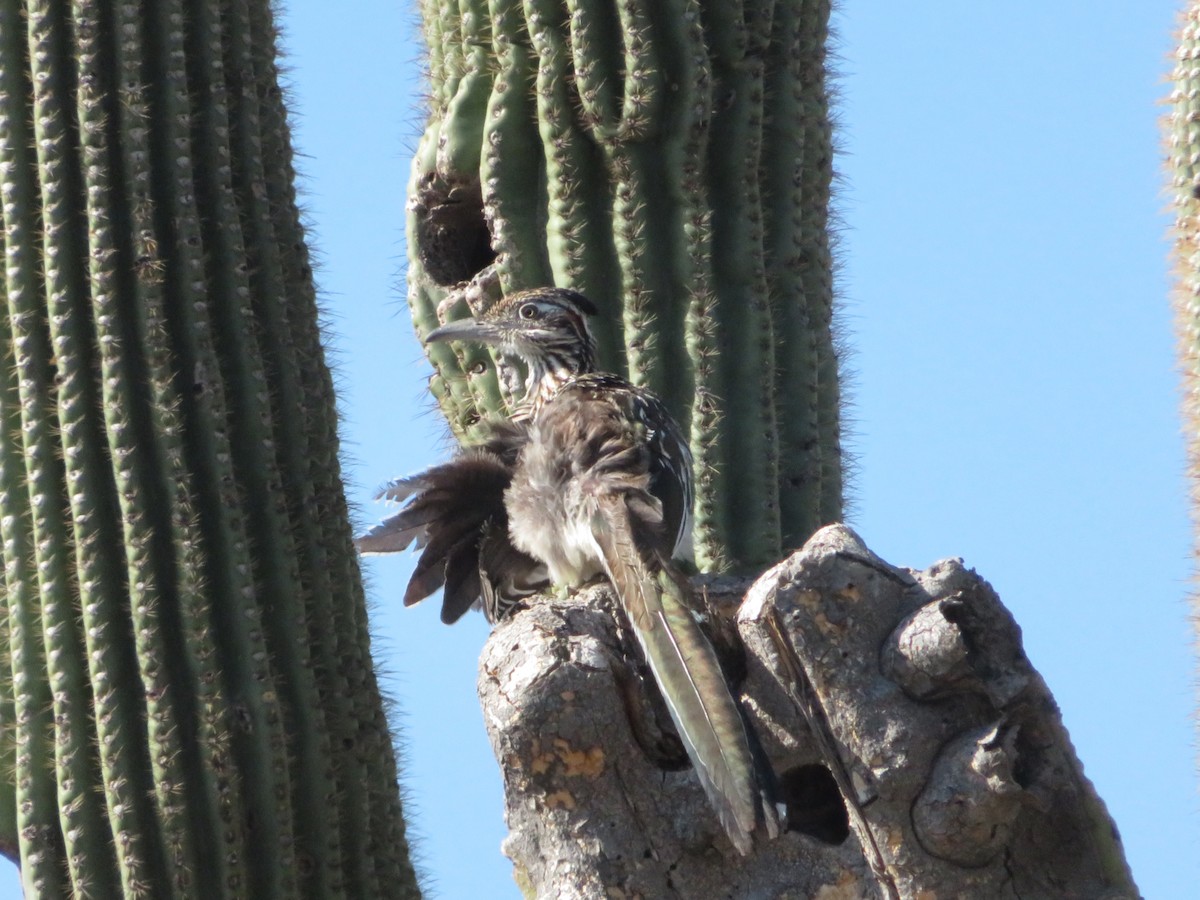 Greater Roadrunner - ML641038623