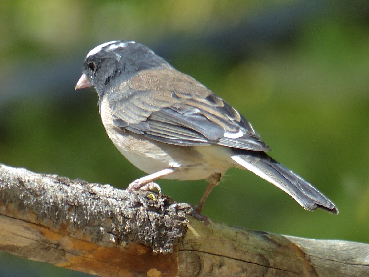 Dark-eyed Junco - ML641038624