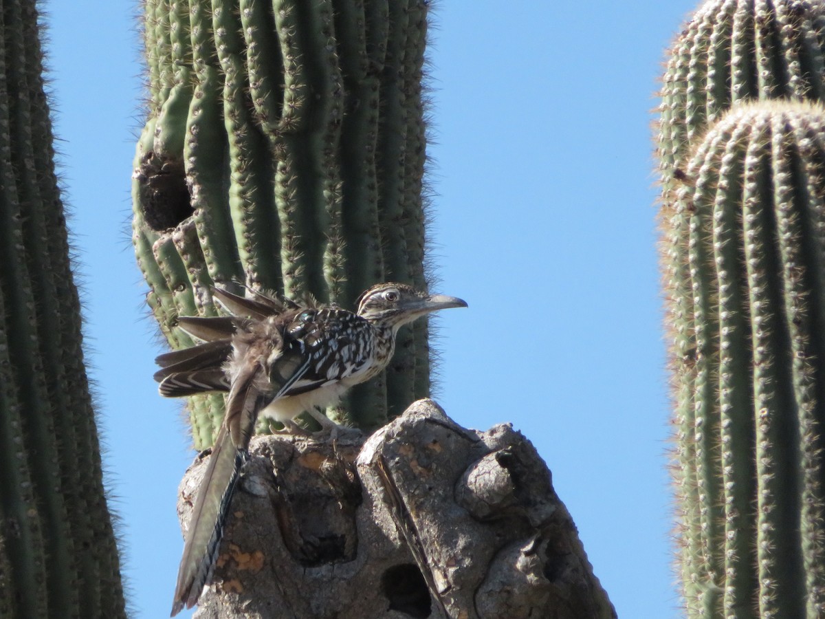 Greater Roadrunner - ML641038626