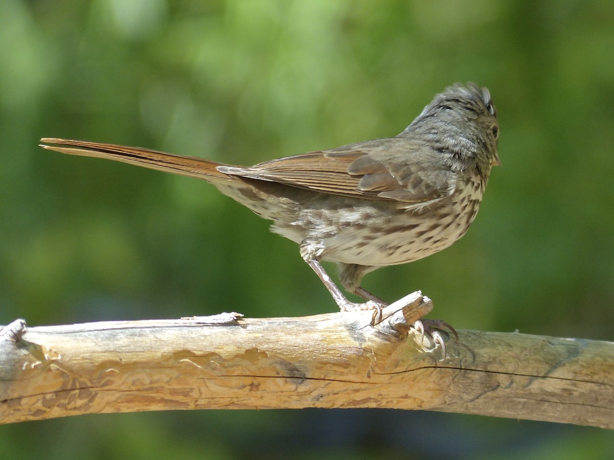 Fox Sparrow - ML641038639