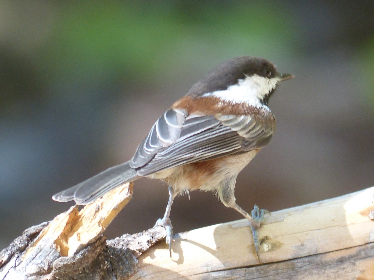 Chestnut-backed Chickadee - ML641038642