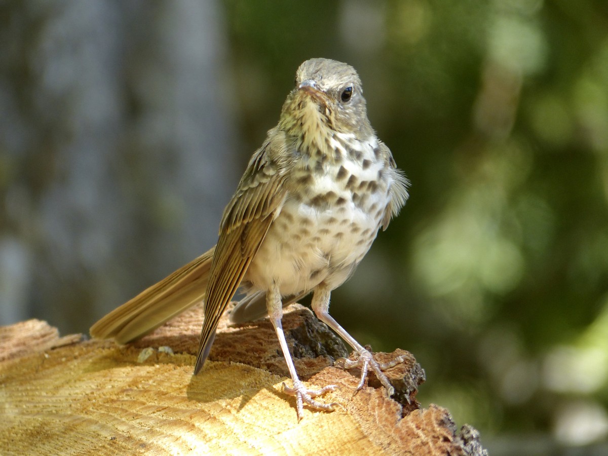 Hermit Thrush - ML641038655