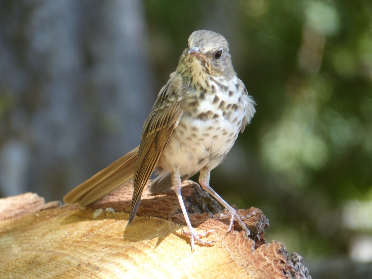Hermit Thrush - ML641038656