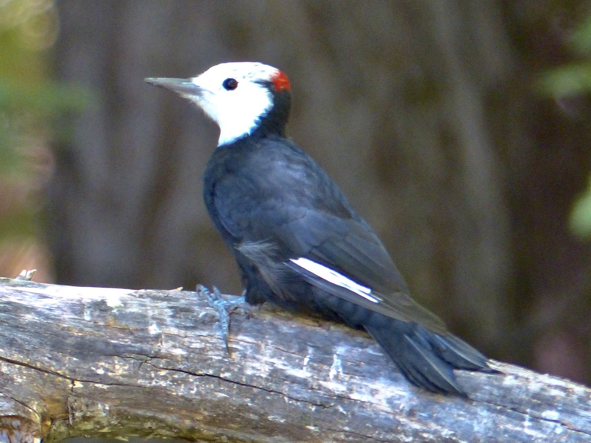 White-headed Woodpecker - ML641038666