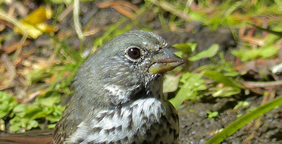 Fox Sparrow - ML641038675