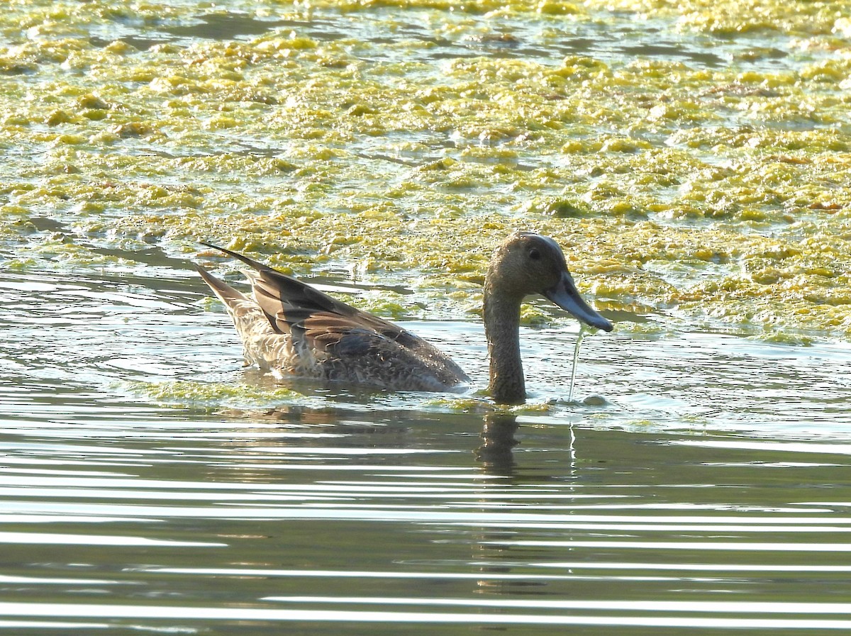 Northern Pintail - ML641038676