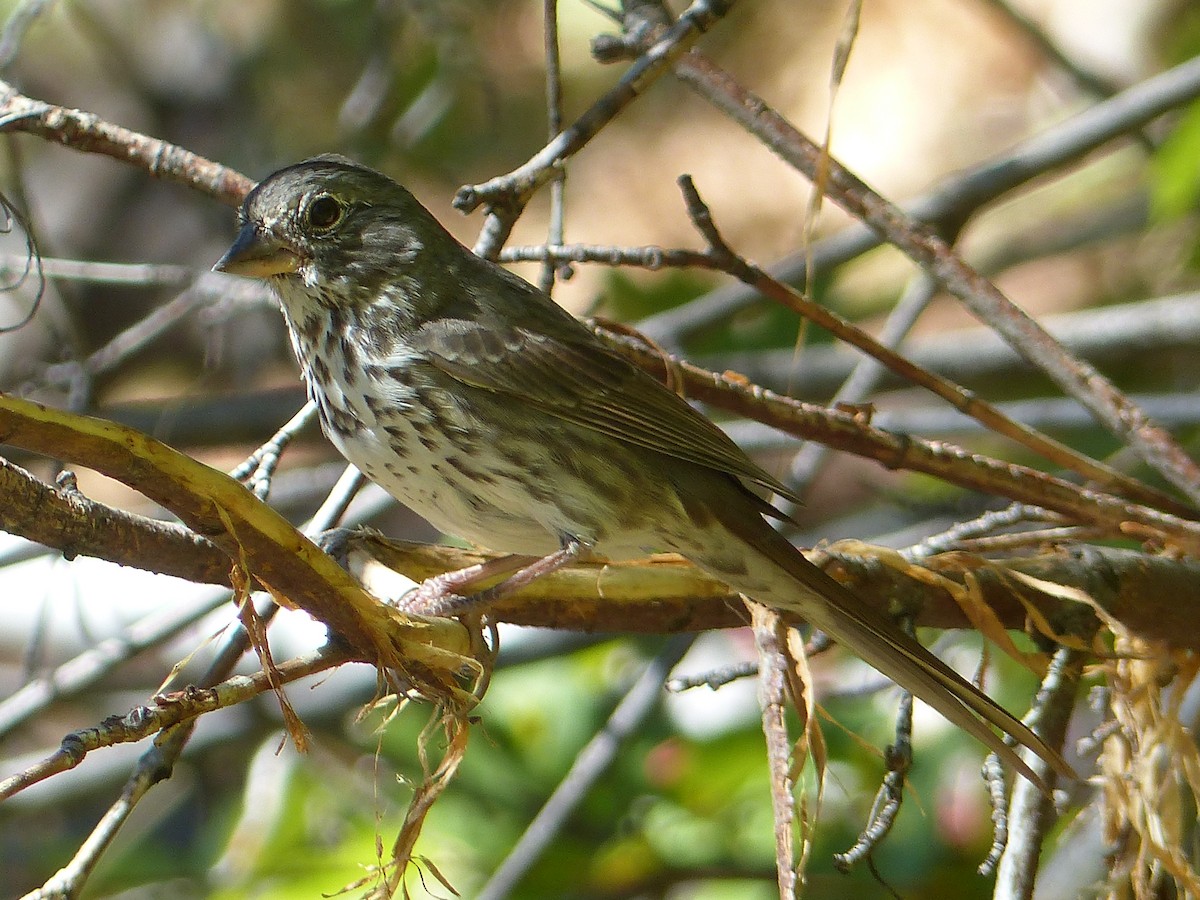 Fox Sparrow - ML641038678