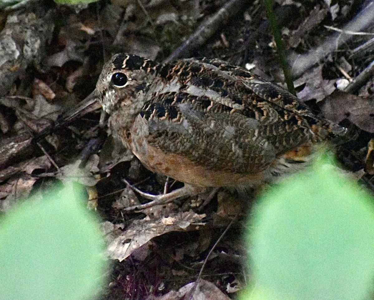 American Woodcock - ML641038679