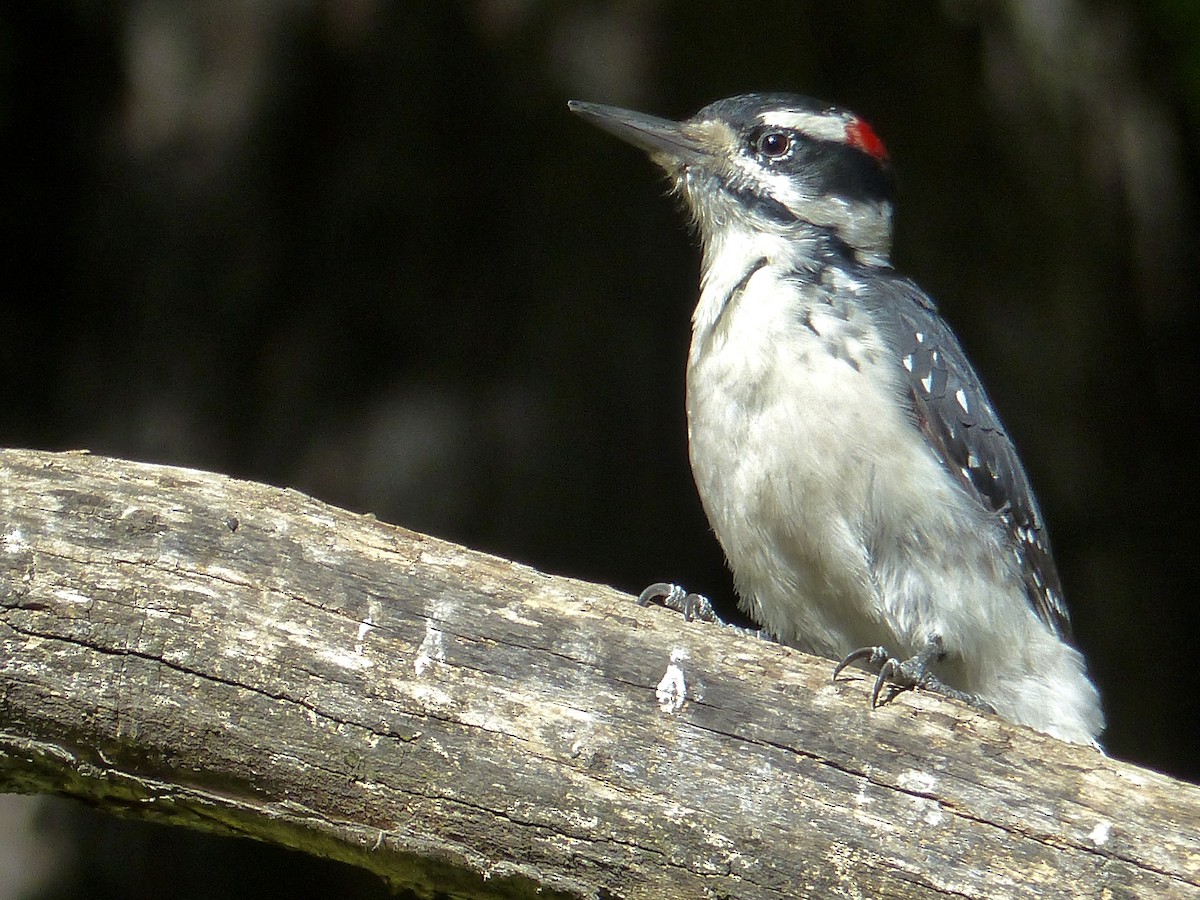Hairy Woodpecker - ML641038680