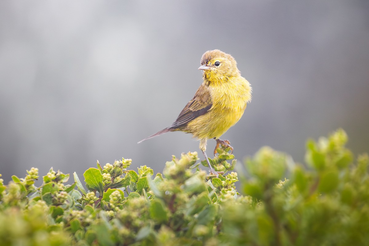 Orange-crowned Warbler (lutescens) - ML641038686