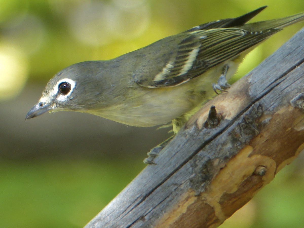 Cassin's Vireo - ML641038689
