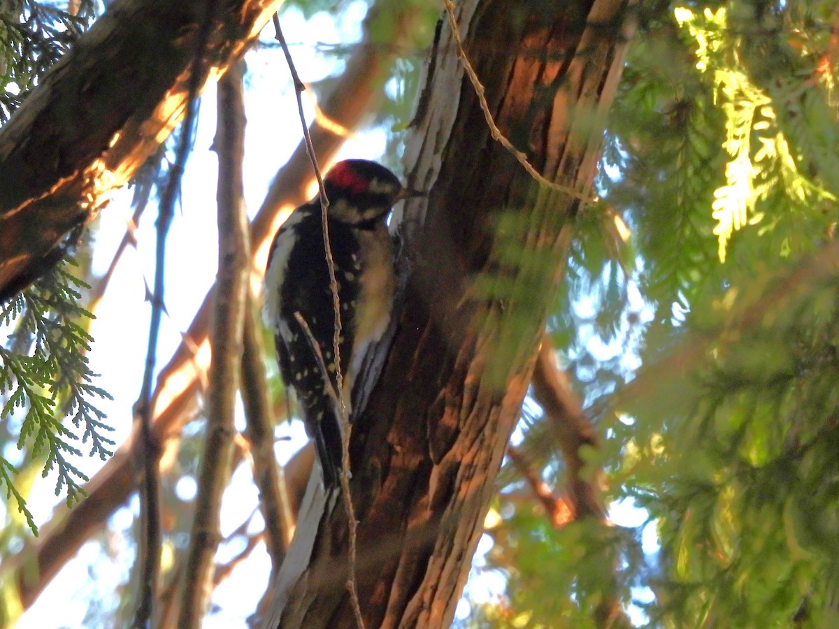 Downy Woodpecker - ML641038691