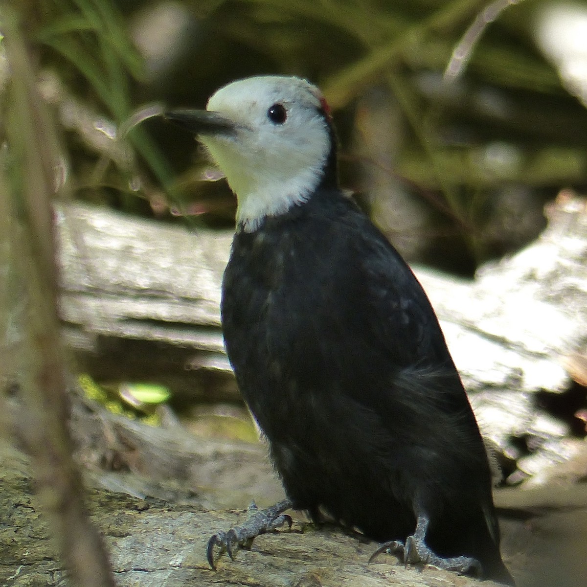 White-headed Woodpecker - ML641038697