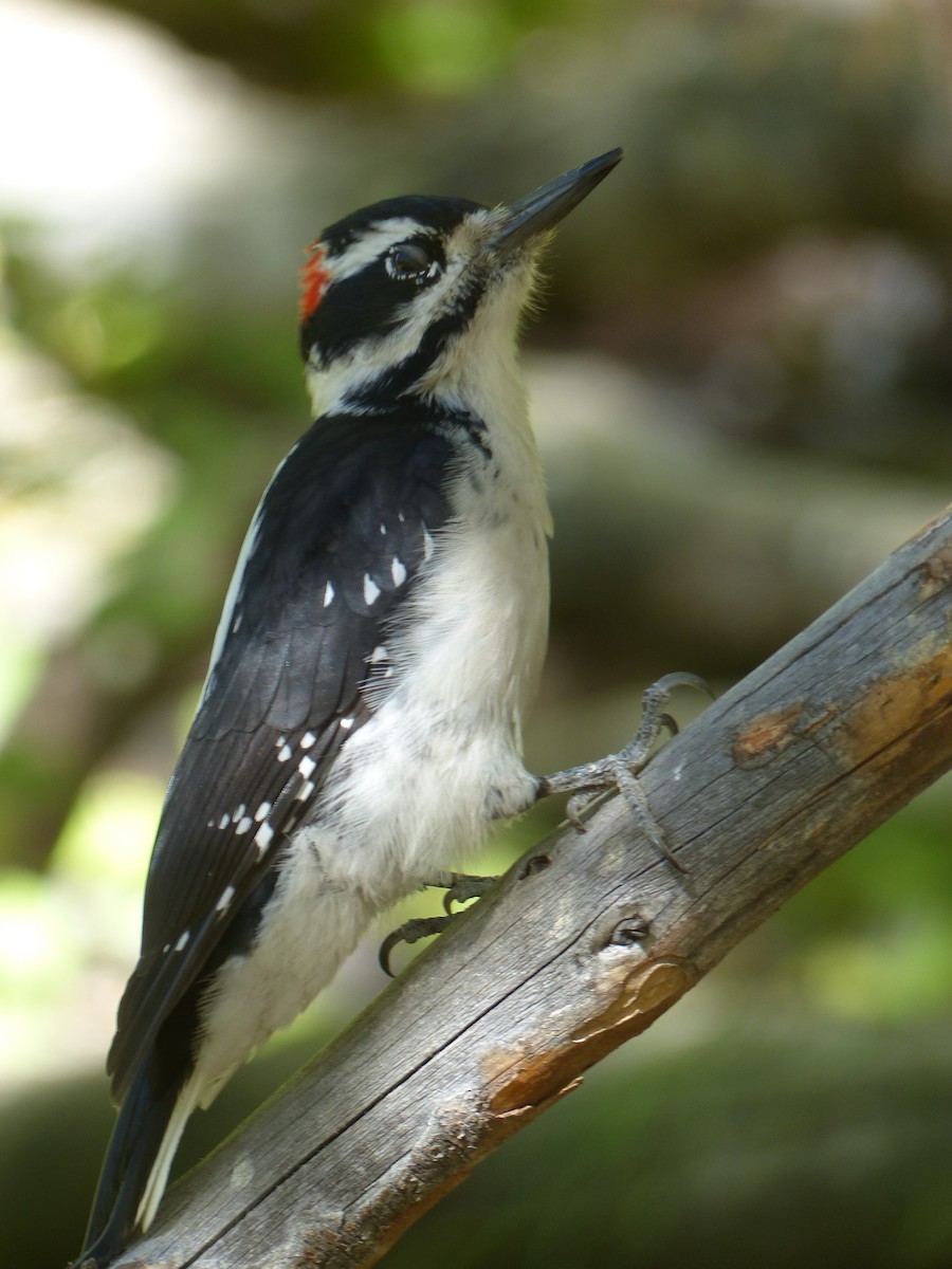 Hairy Woodpecker - ML641038705