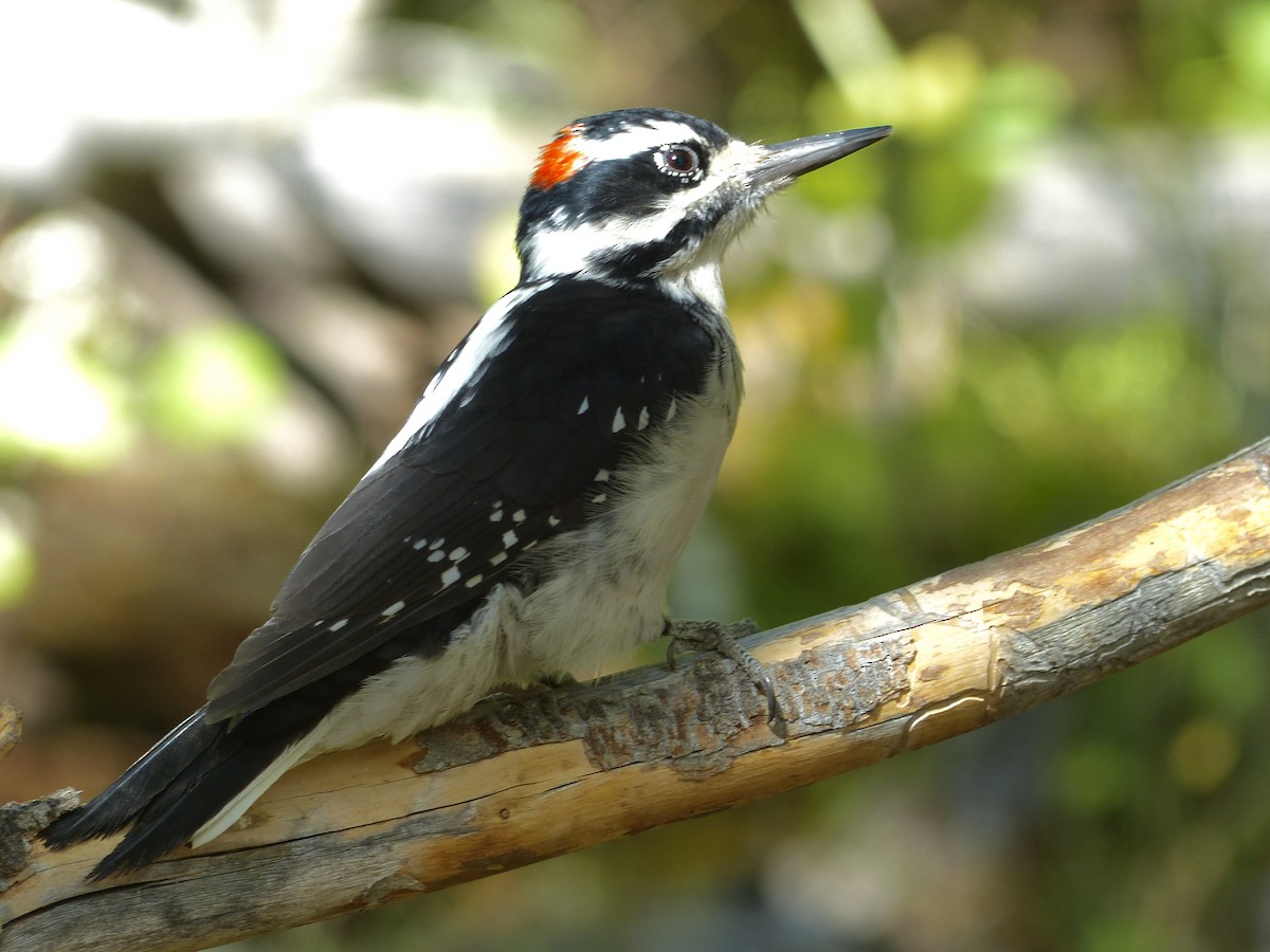 Hairy Woodpecker - ML641038710