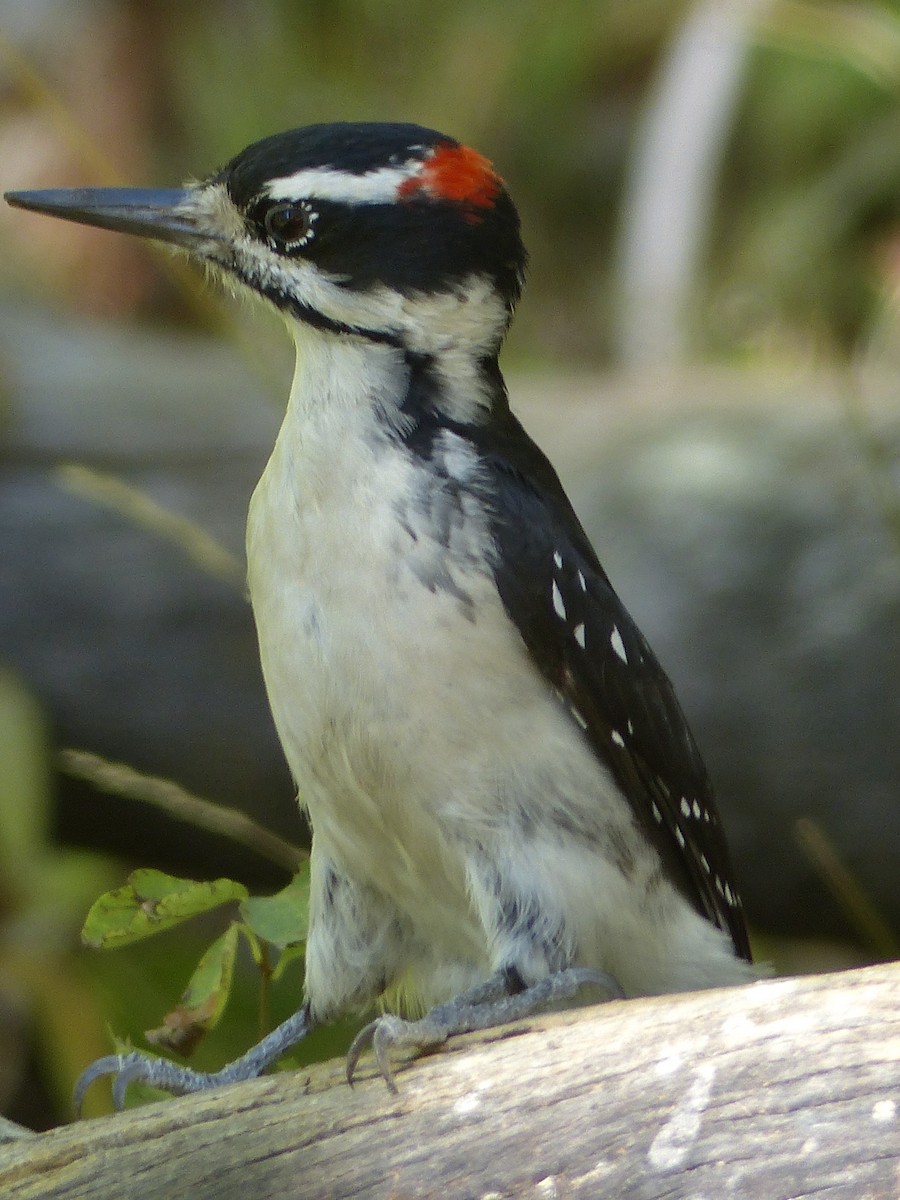 Hairy Woodpecker - ML641038719