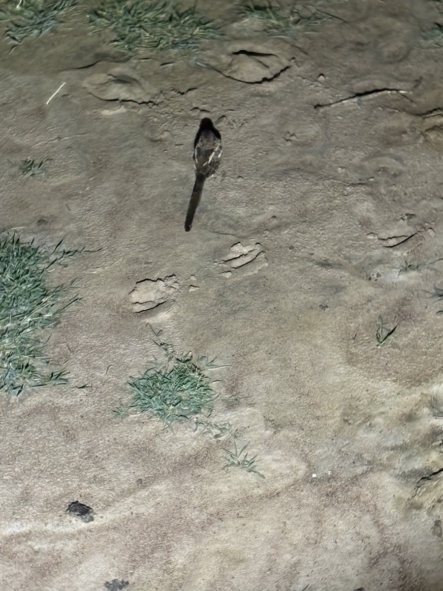 Long-tailed Nightjar - ML641038729