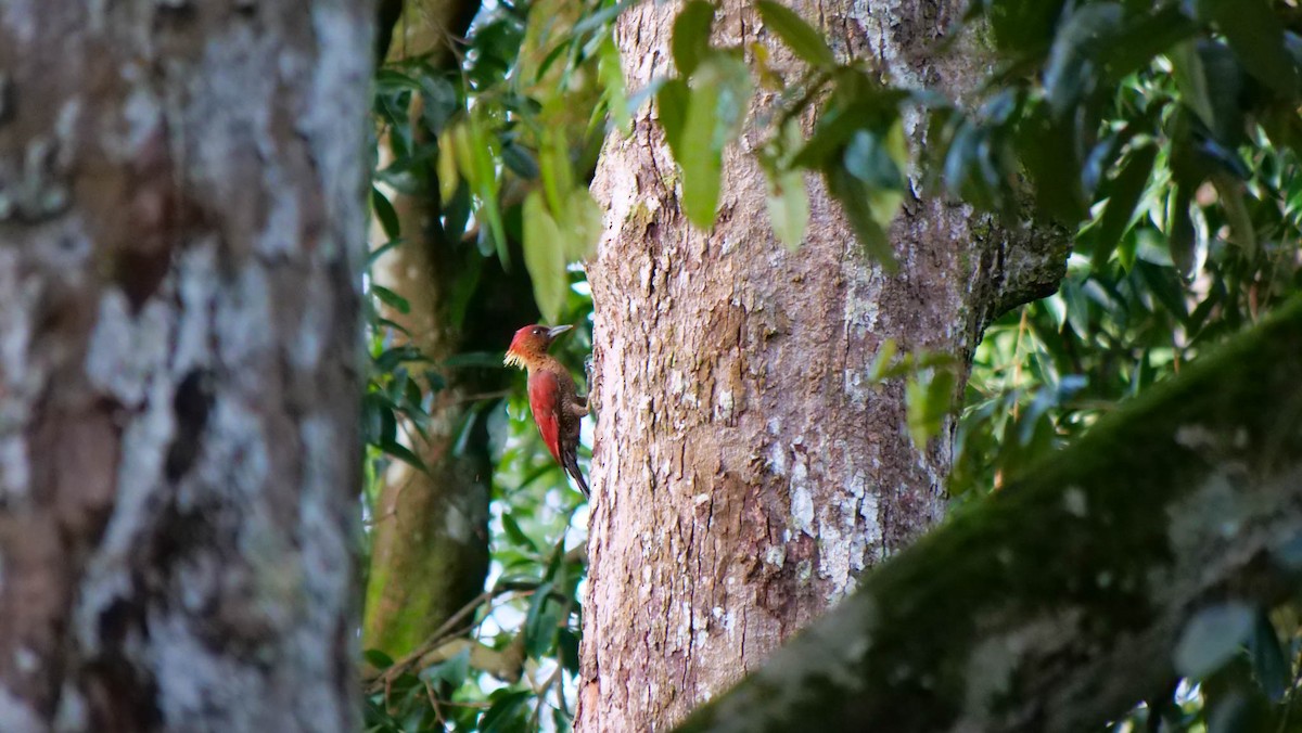 Banded Woodpecker - ML641038760